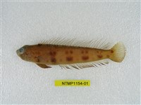 藏品(六橫斑擬鱸)的圖片